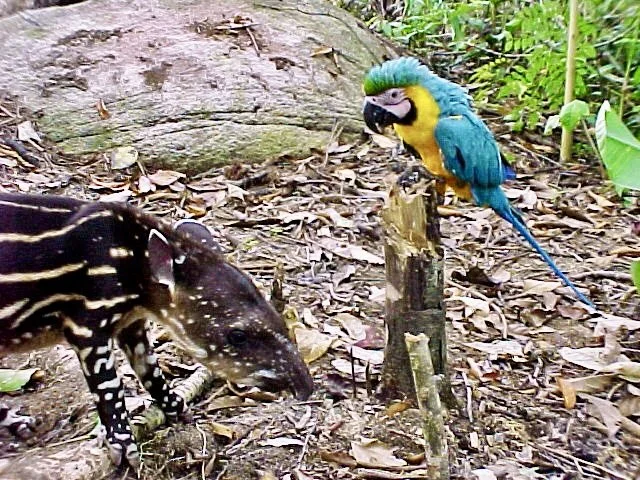 Ala blue & tapir.JPG