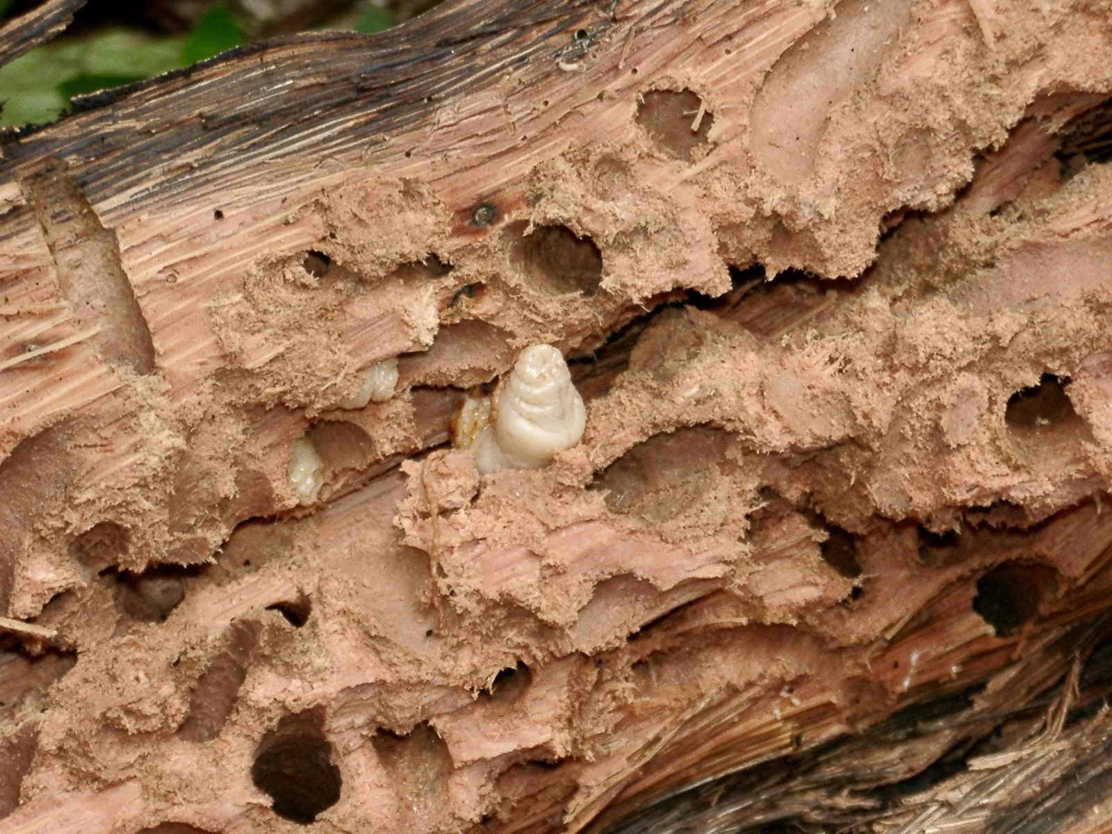 Grubs in wood.JPG