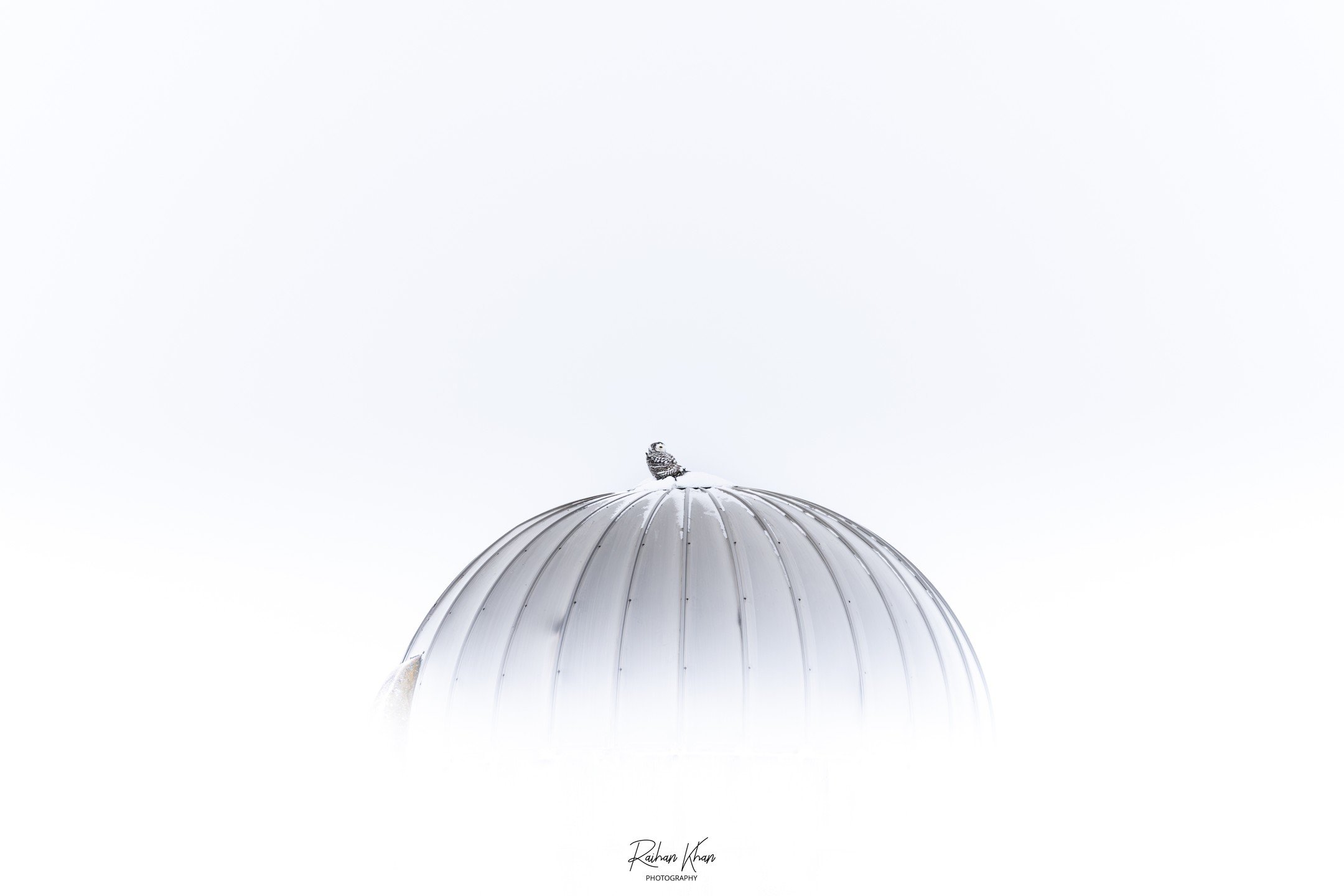 Mon premier harfang des neiges, &ccedil;a y est, enfin !
Apr&egrave;s 3 jours de chasses intensifs, dans un froid mordant comme pas possible avec des temp&eacute;ratures glaciales ces derniers jours, je ne pouvais pas r&ecirc;ver mieux comme cadeau a