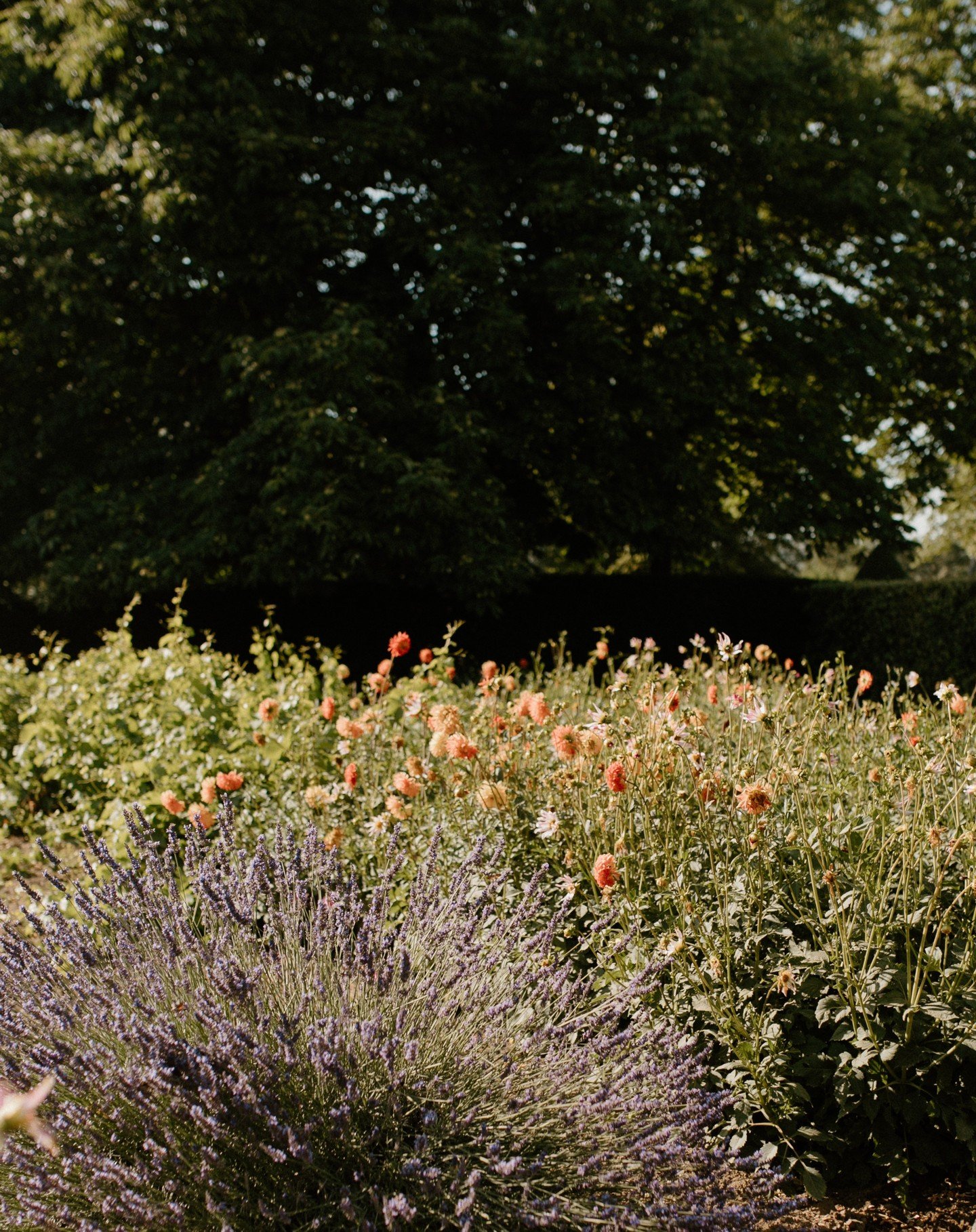 &Eacute;t&eacute; 2024
Jardins de M&amp;G 
Provence, France.
.
.
.
.
.
#weddingphotography 
#weddingphotographer #frenchwedding #photographemariage #ceremonielaique #frenchweddingvenue