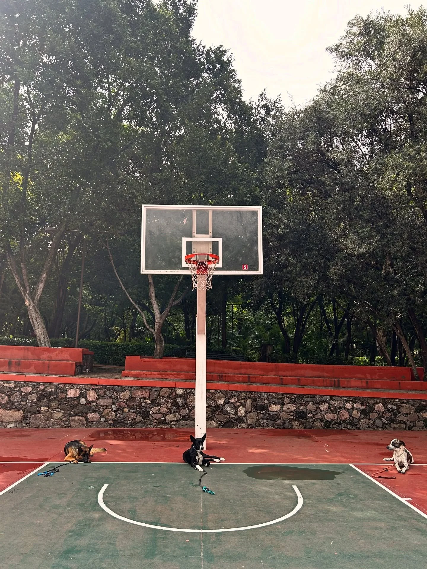 La Marla, La Chela y El Rio

Practicing staying at a distance
@alkdogtraining 

The best sign of a truly obedient dog is their ability to stay when told, despite distractions or stimuli 

Follow our dog training journey 🦮

#dogtraining #entrenamient
