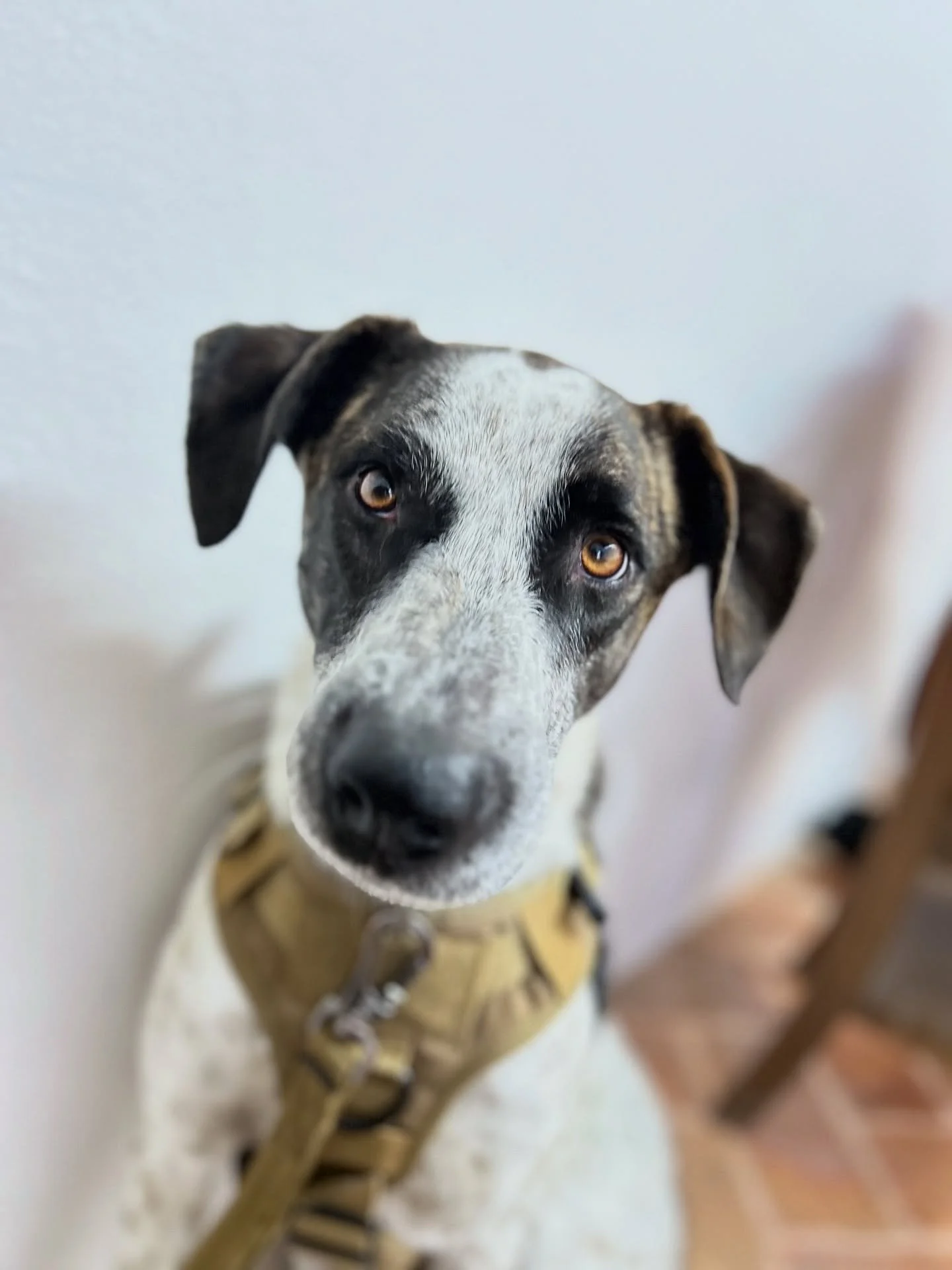 Rio goes to clases de espa&ntilde;ol 🇲🇽 

We just finished a one month immersive Spanish class, nivel 3. 

Rio went to casi all the clases 🤓 which was great practice! He always got whiny right before the campana 🔔 would ding for descanso/break ☺️