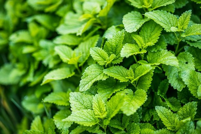 A week with an unknown herb