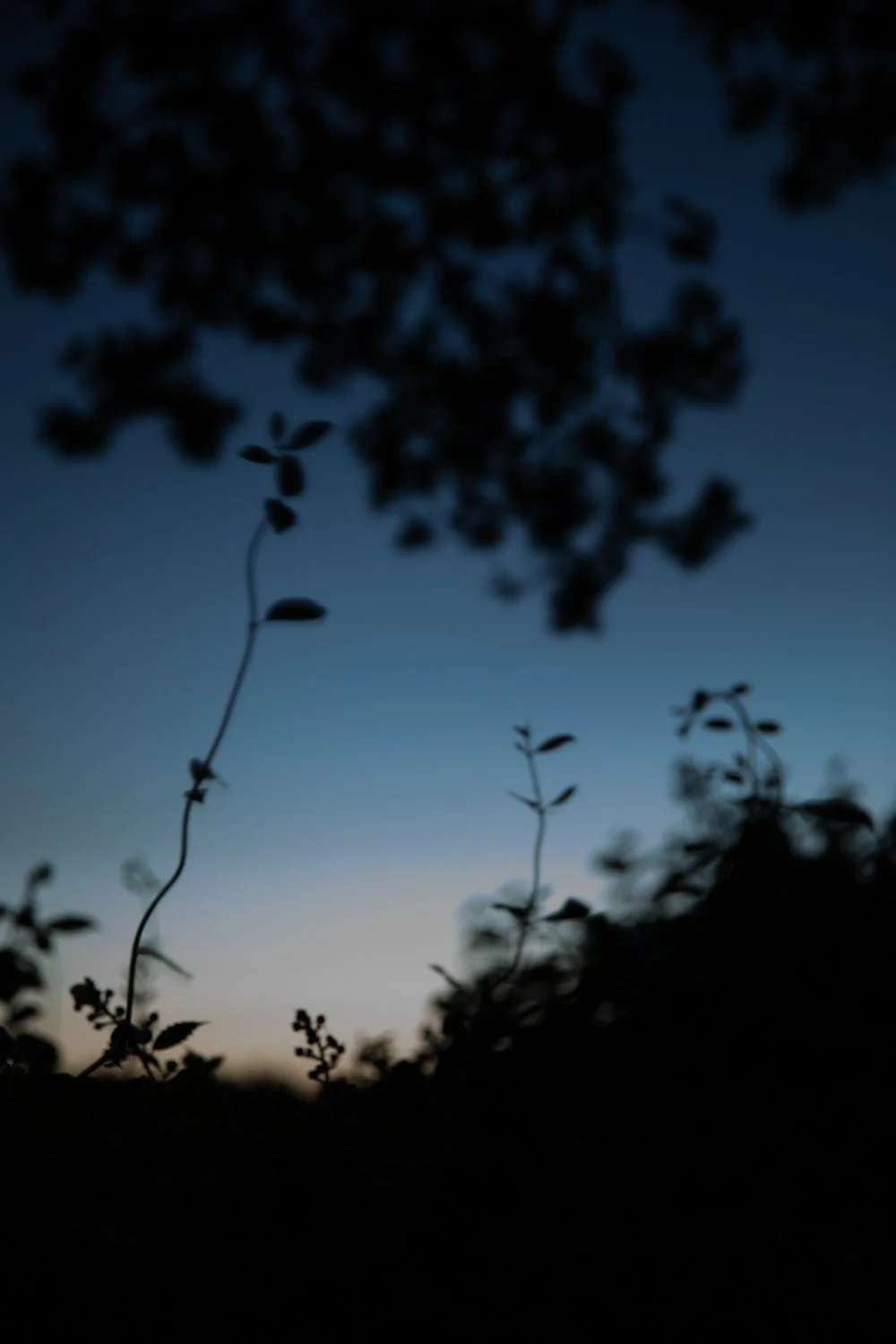 _D4A6734.jpg