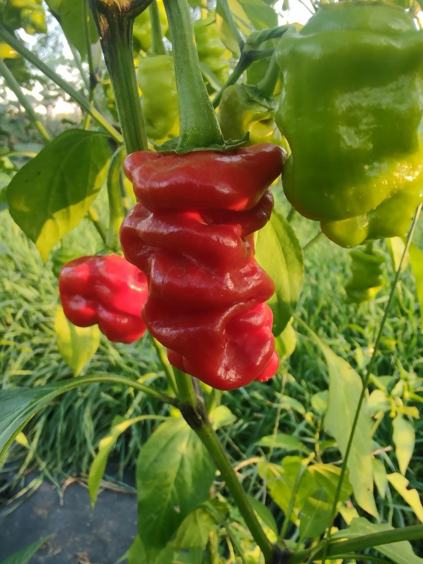 Like it hot!? 🌶️ 

There&rsquo;s a huge variety of peppers that come out of @waywardsprings each year.  We&rsquo;re talking everything from sweet exotics to absolute super-hots like the Carolina Reaper. But the peppers are only half the story.

Wayw