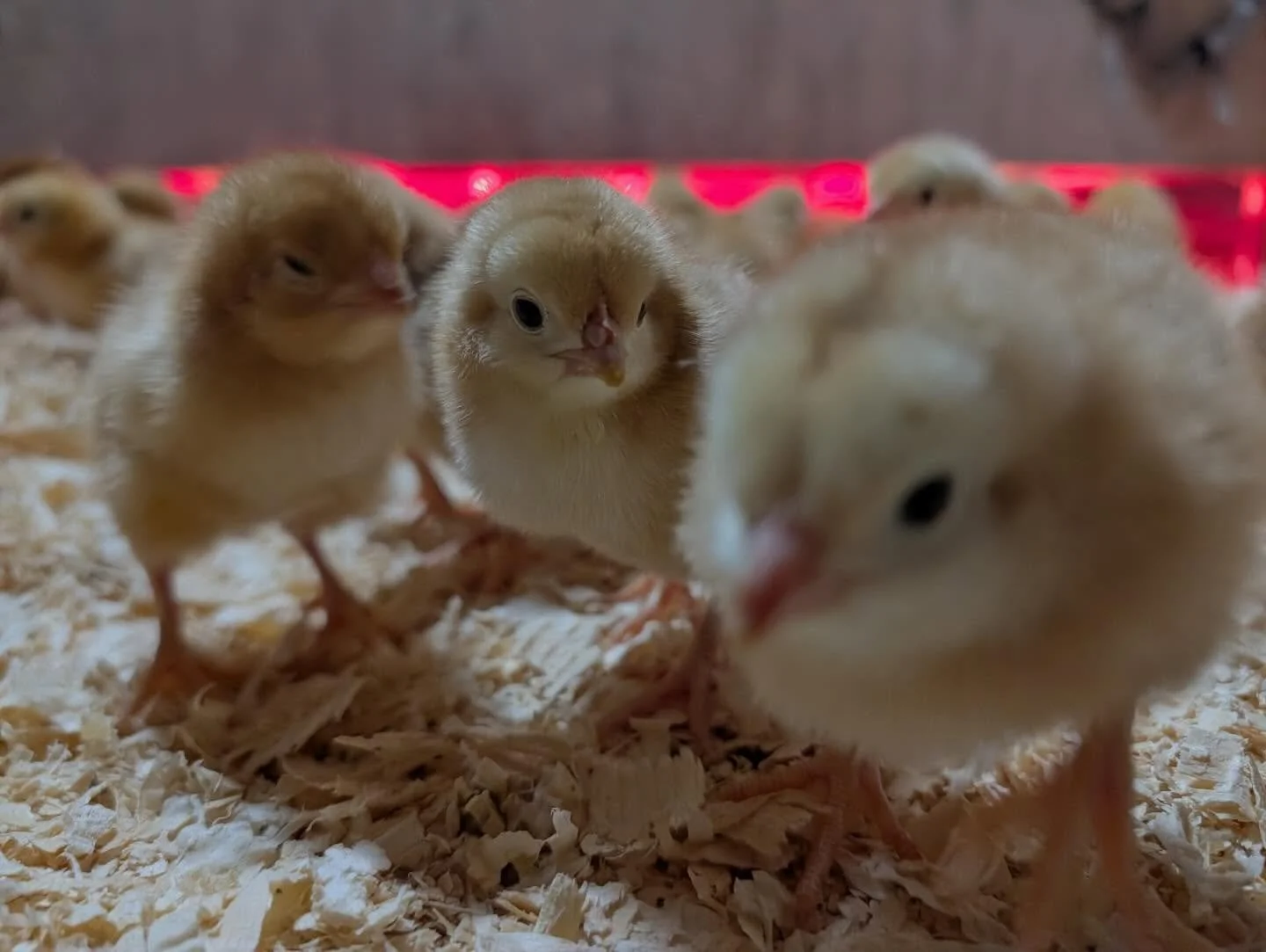 We&rsquo;re open. 🛒

🐥Baby chicks arrived this week @maybornacres. 

🧀 Feta and cumin gouda landed at Kasemeister Creamery.

Spring has started! 

Reserve yours by Tuesday at 6 PM in the online marketplace. Link in first comment.
