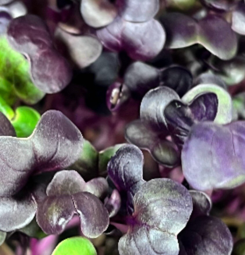 It&rsquo;s 8 AM and the marketplace is open! 

🌱The difference in your meals this week is small, but mighty. 

Microgreens are fierce additions to pasta, pizza, sandwiches, salad, soup - literally anything - with their inflammation and cancer-fighti