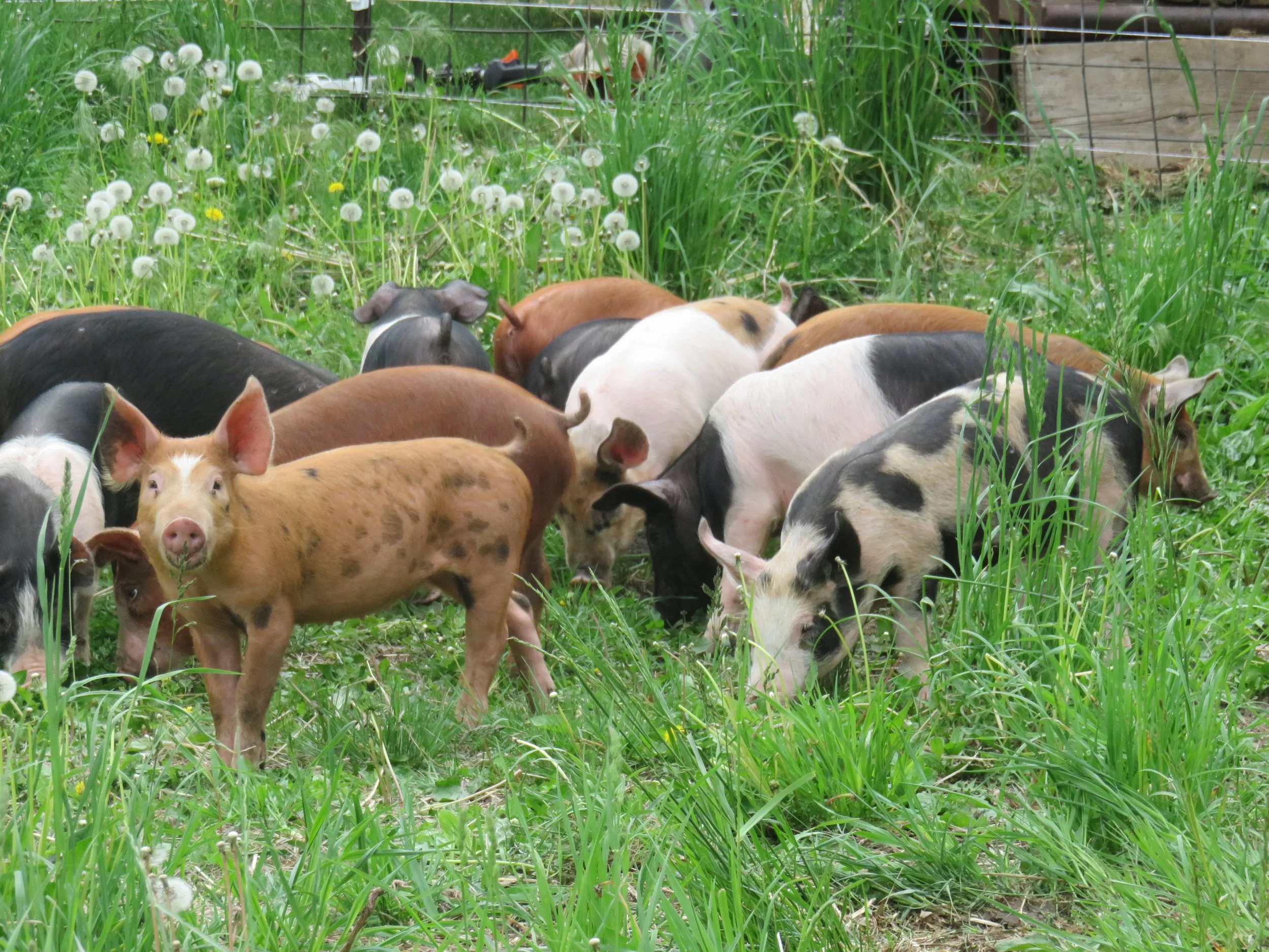 pigs5 (2).jpg