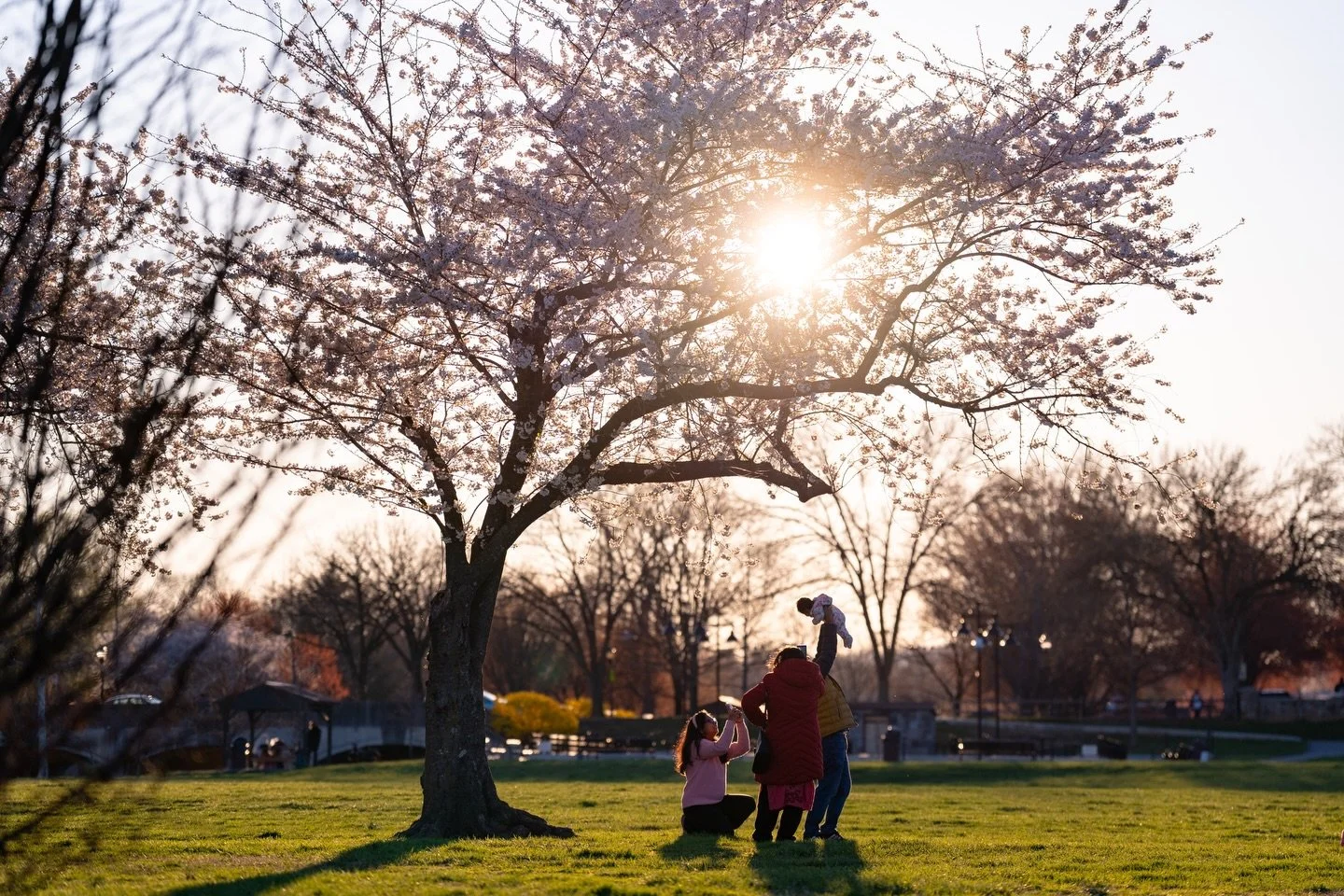 Spring has sprung in Frederick 🌸

Photos from an afternoon stroll around Baker Park on assignment for&hellip; myself 🫡

#cherryblossom #frederickmd
