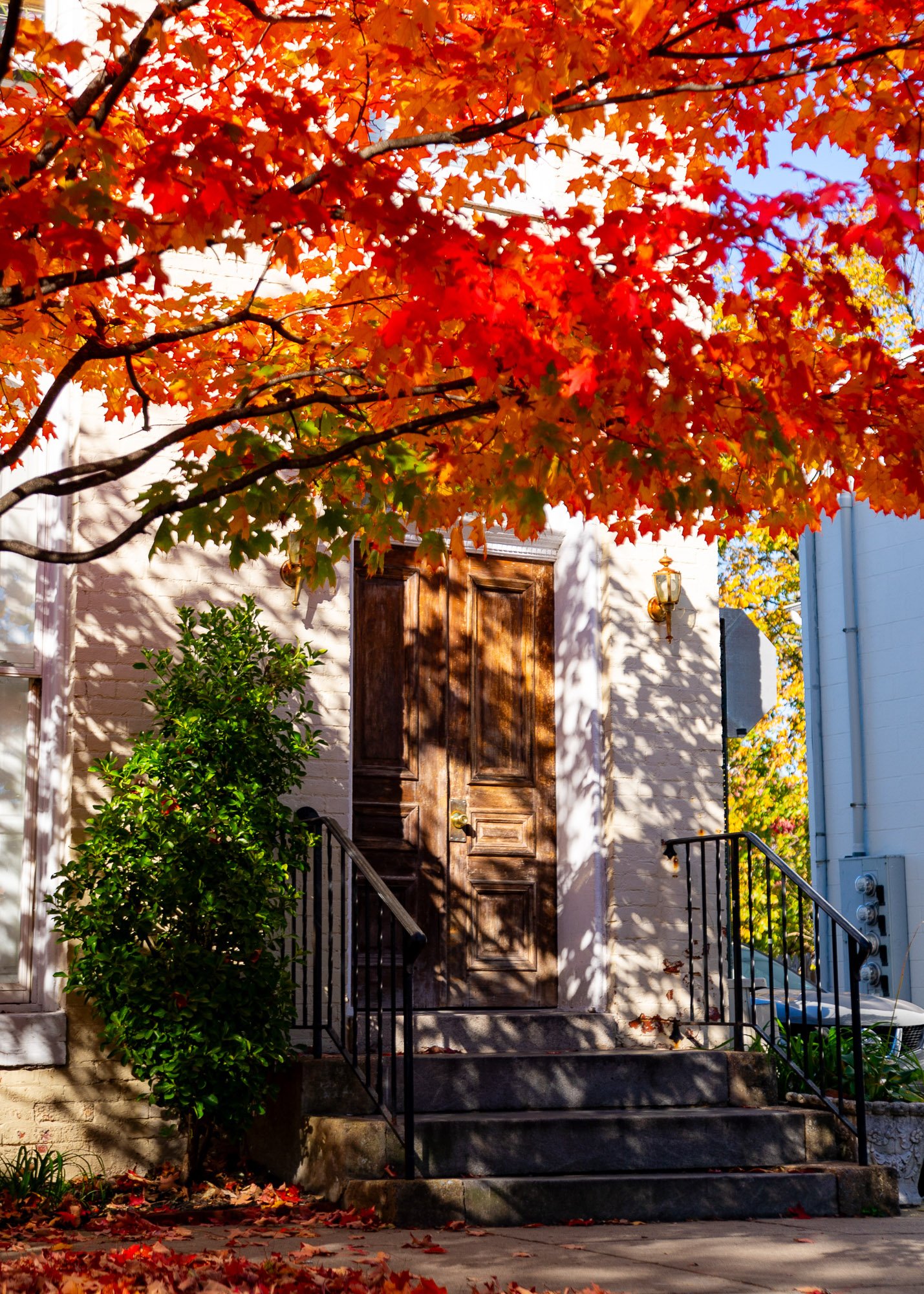 south-market-street-front-stoop-fall-tree-shadow-001-F19.jpg