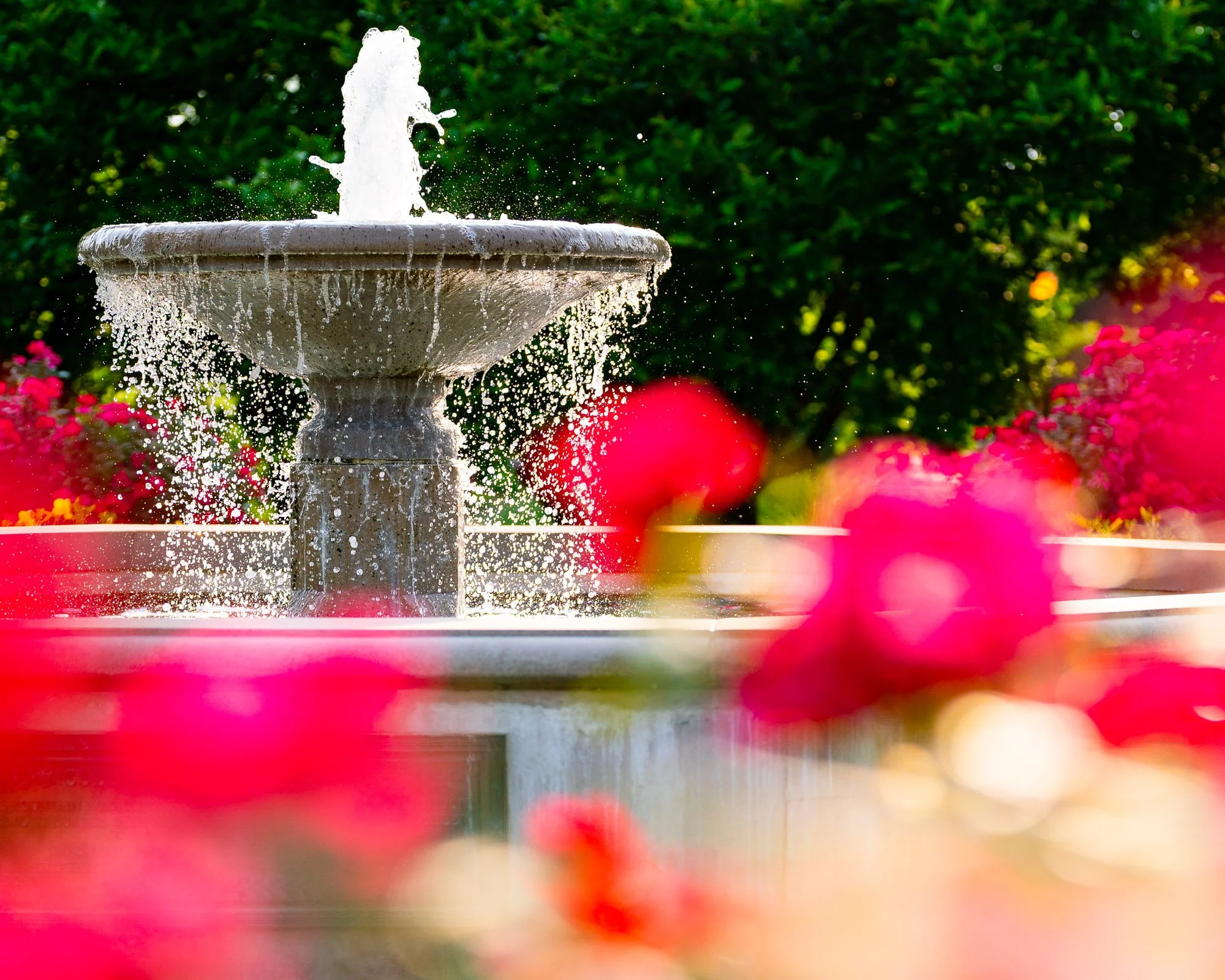baker-park-fountain-close-up-pink-flowers-001.jpg