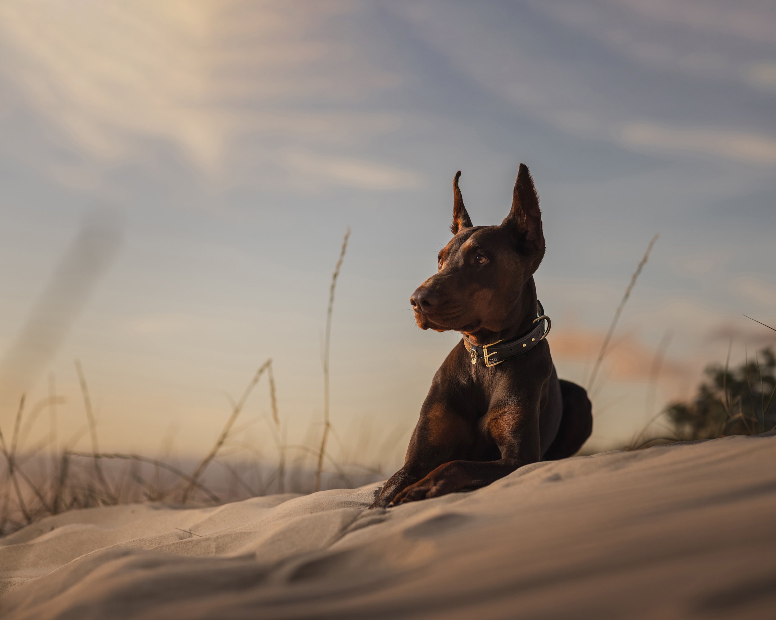 Fotografia para marcas e redes sociais da BPets. Para influenciadores. Fotografia de produto e campanha, lifestyle. Fotografia de animais de estimação e Pets