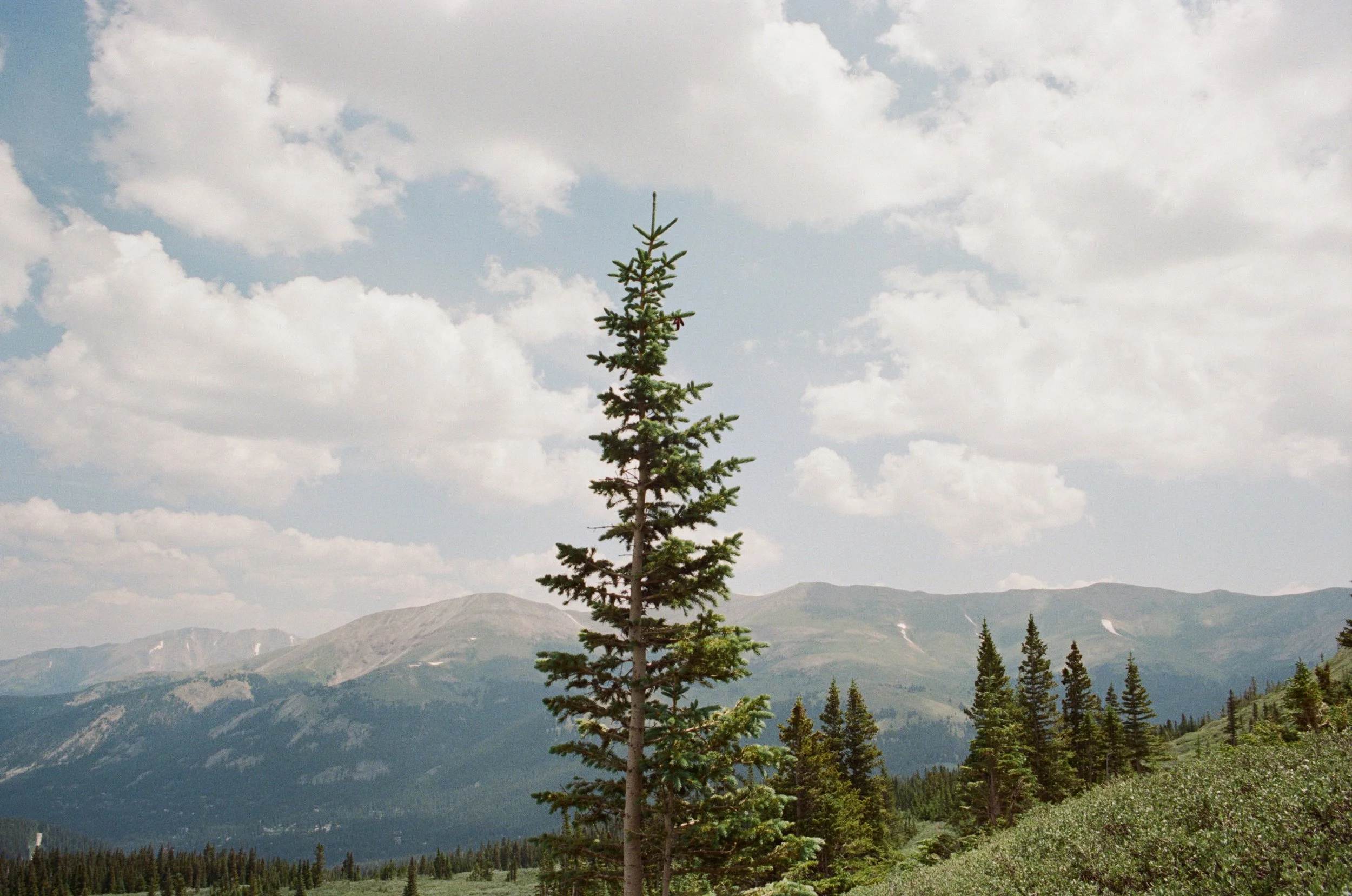 3538-17 copy.jpg
