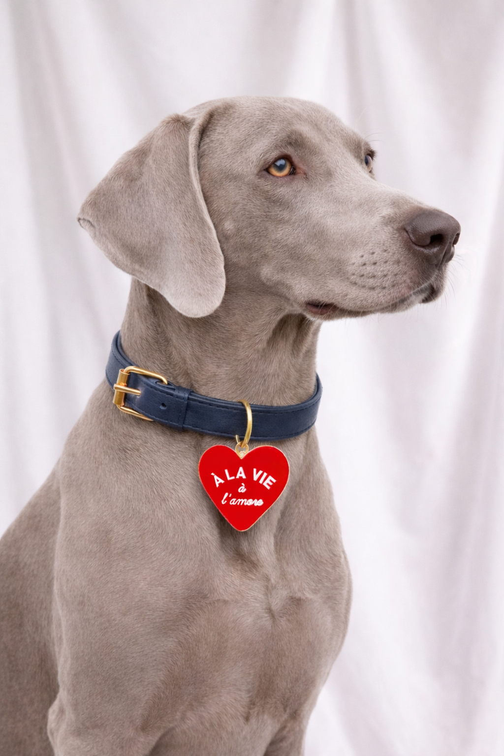 collier chien medaille coeur.png