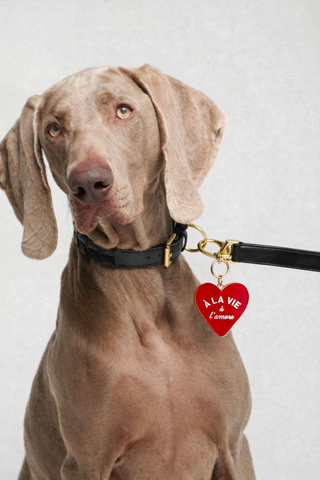 medaille pour chien coeur.png