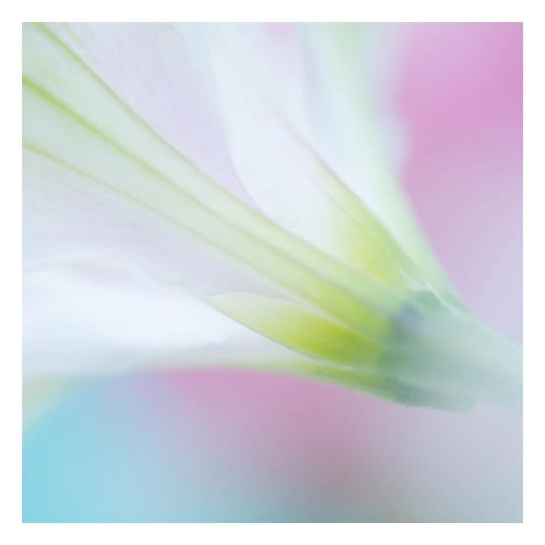 &quot;Pose&quot; - colors are the smiles of nature.

#macrophotography
#FloralCloseup
#flowerphotography
#closeup
#macroworld
#microphotography
#naturecloseup
#tinyworld