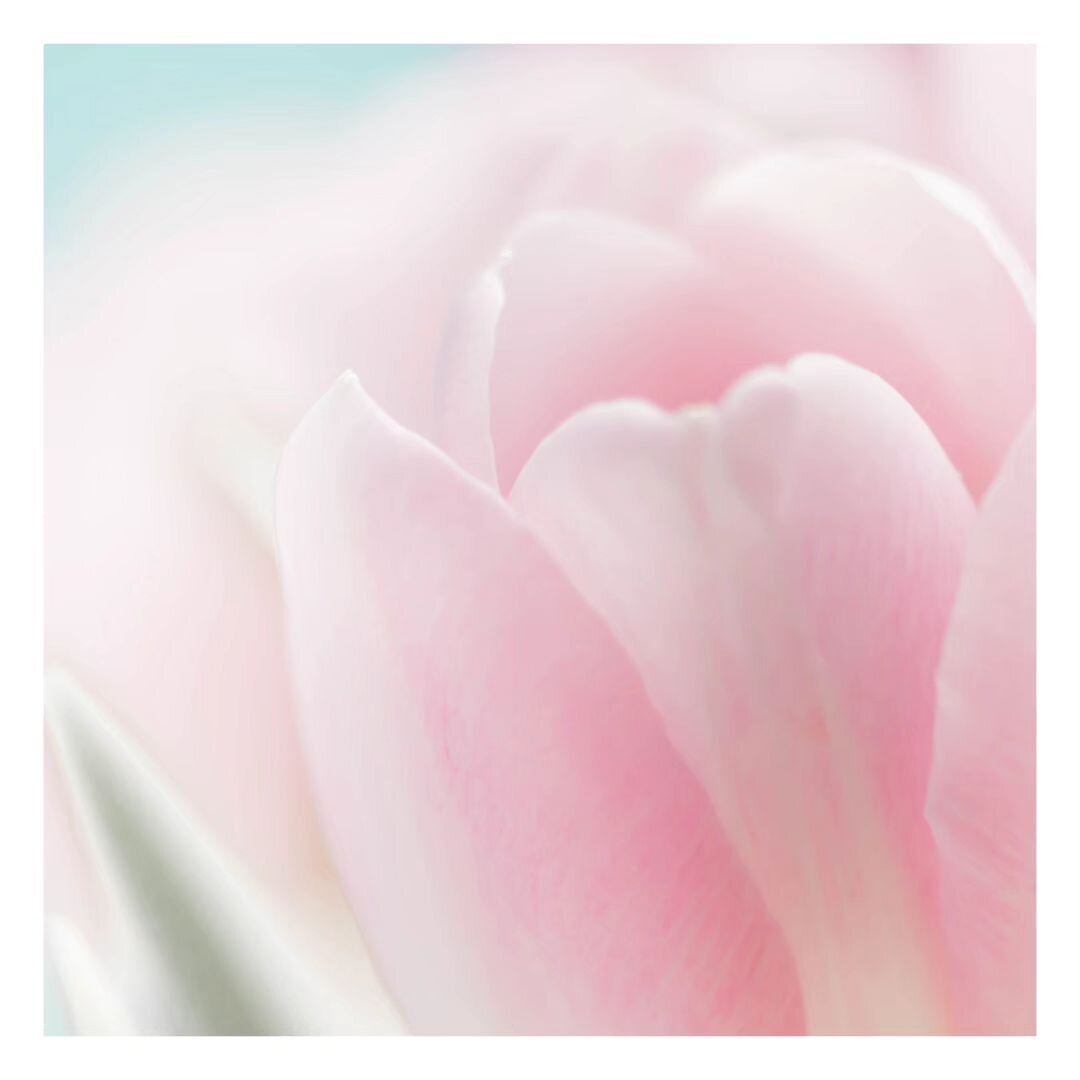 &quot;In The Pink&quot; - soft poetry captured in a single frame 🌸

#natureinfocus #pinkpetals #professionalphotos #photographylovers