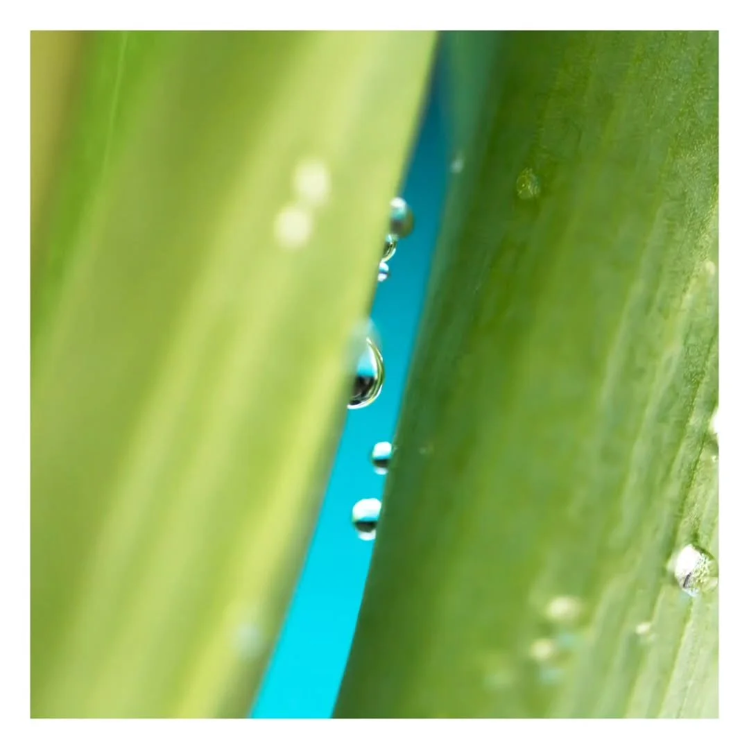 "Up Close and Personal" - The true secret of happiness lies in taking genuine interest in all the details of daily life. 🌱

#photographer #photography #photooftheday #photo #photoshoot #instagood #nature #love #picoftheday #instagram #art 