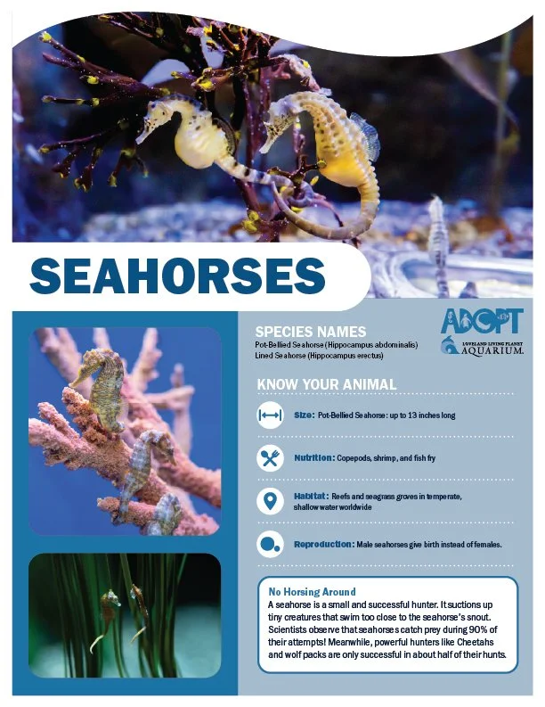 Seahorses.jpg