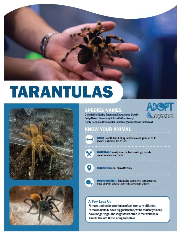 Tarantulas.jpg