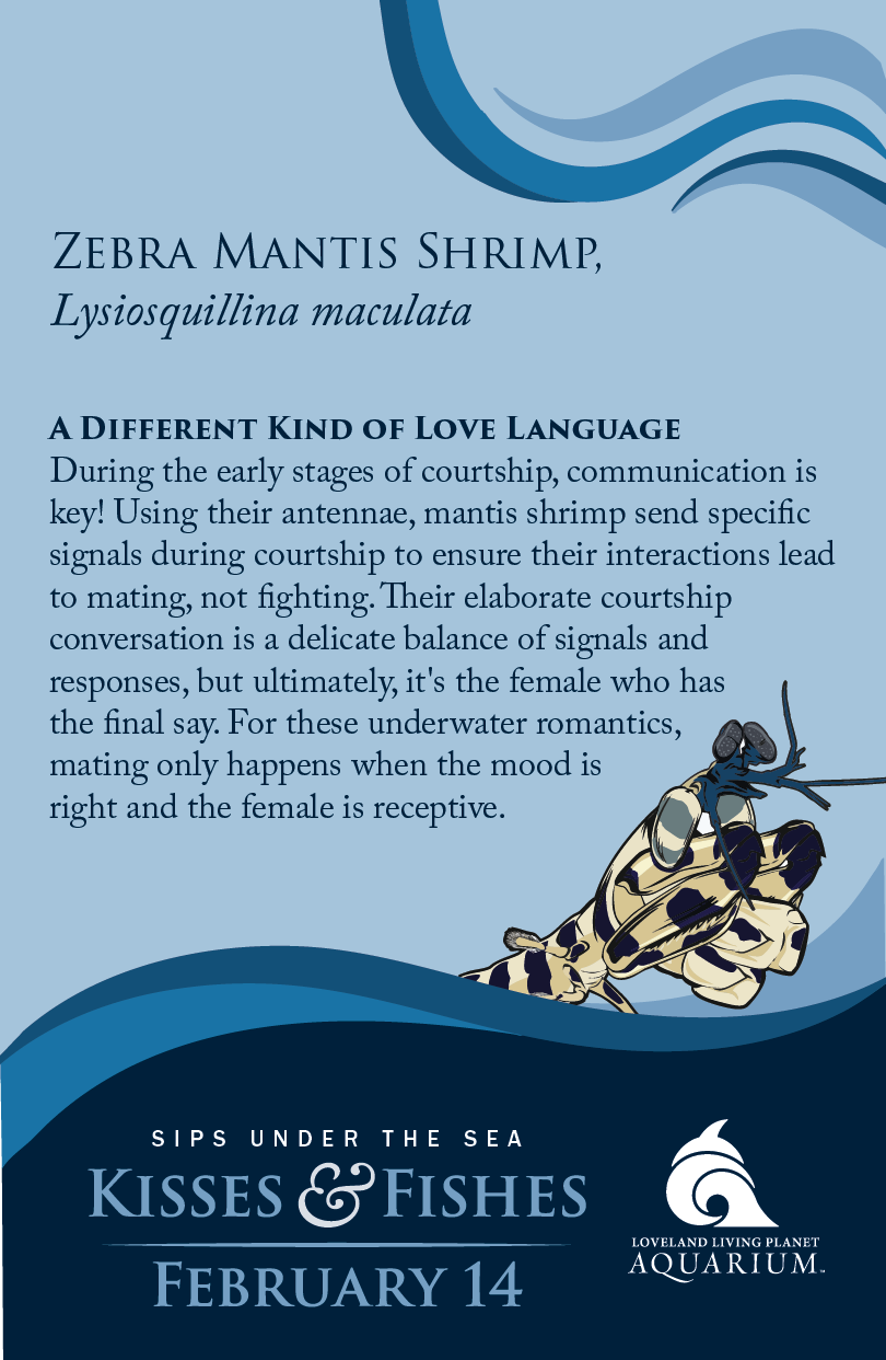Zebra mantis shrimp.png