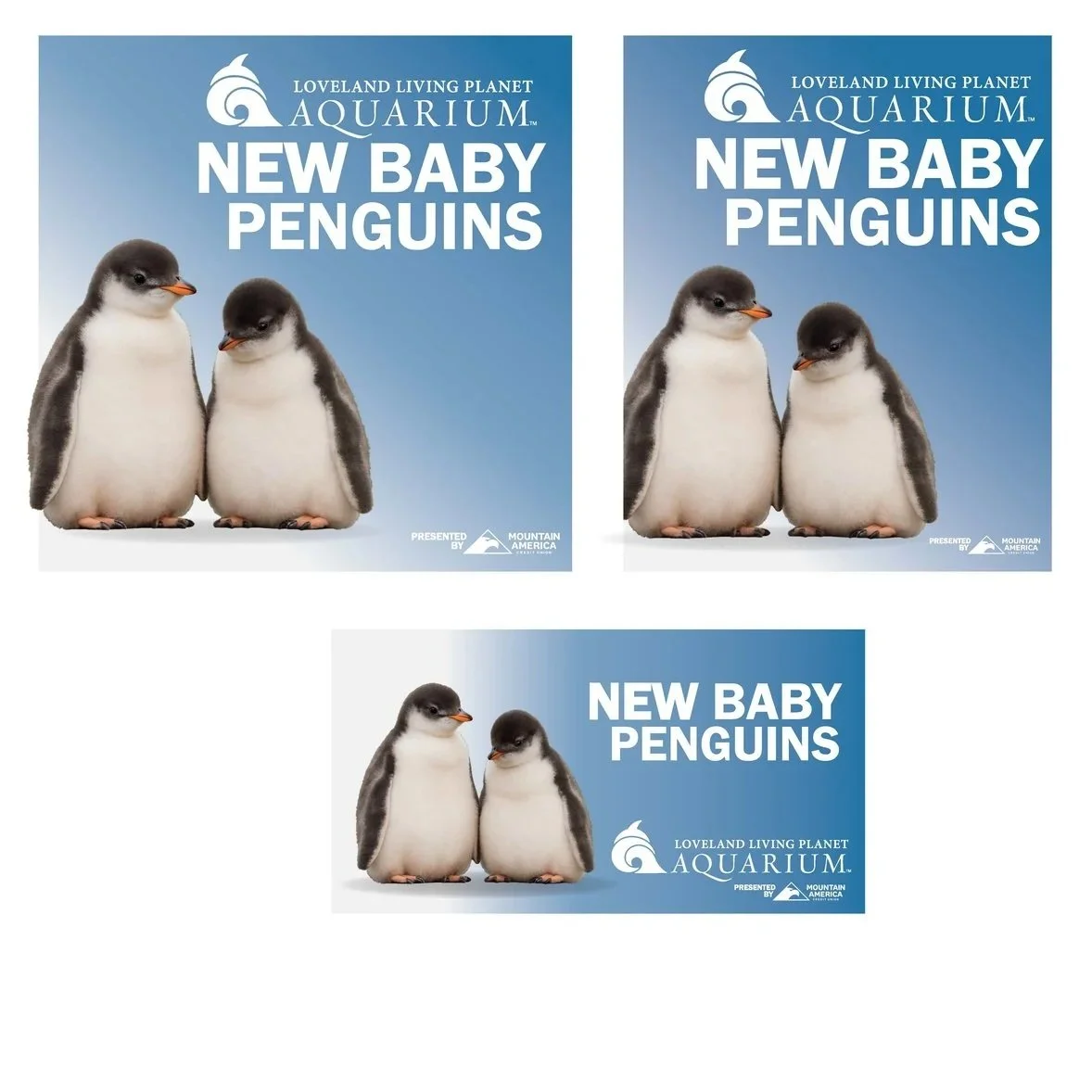 New+Baby+Penguins+Blue+.jpg