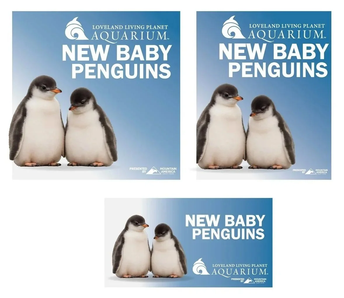 New%2BBaby%2BPenguins%2BBlue%2B.jpg