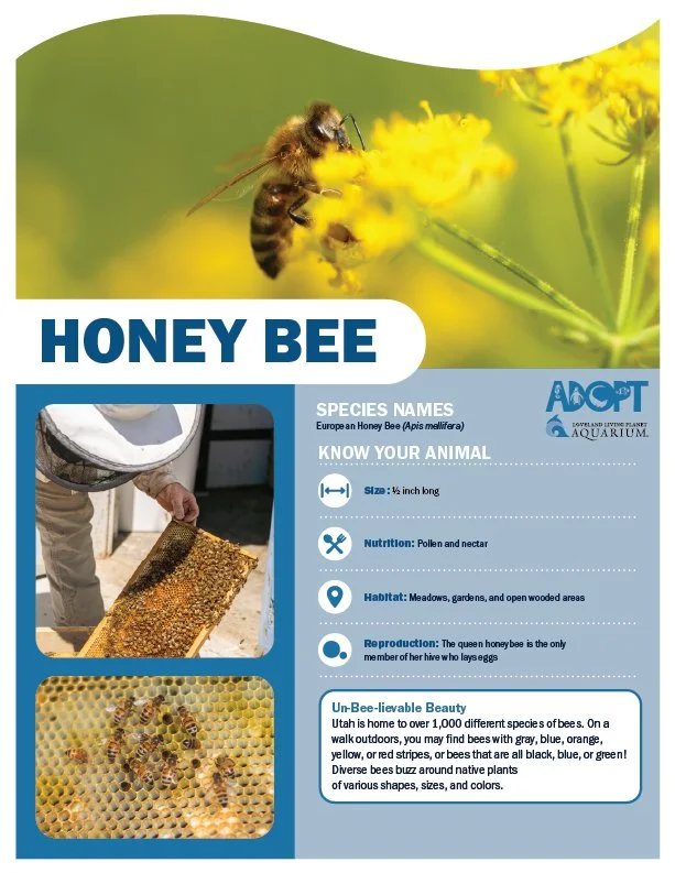 Bee.jpg