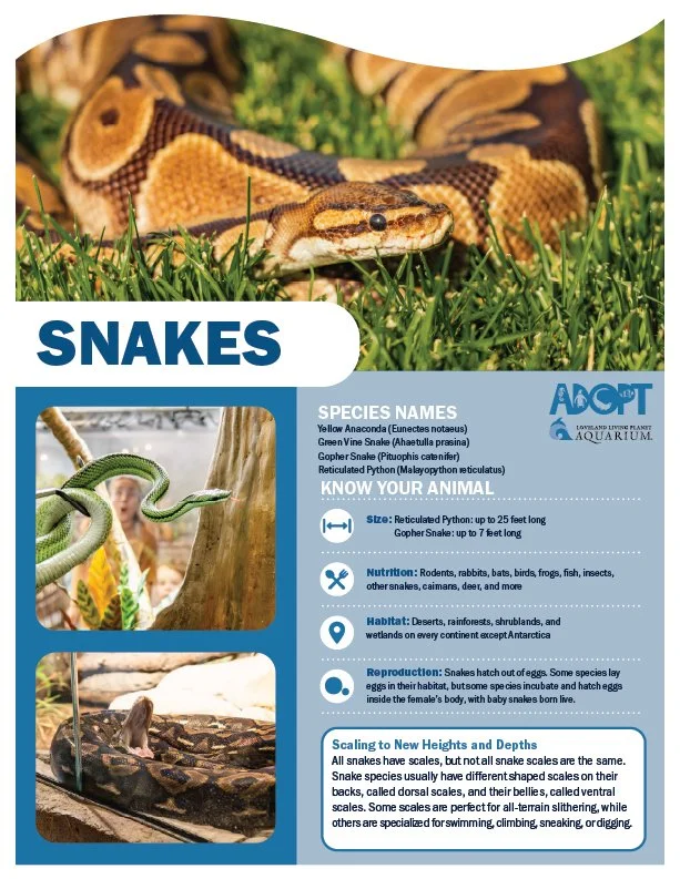 Snakes.jpg