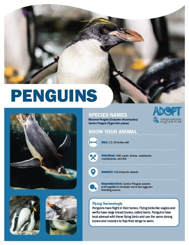 Penguins.jpg
