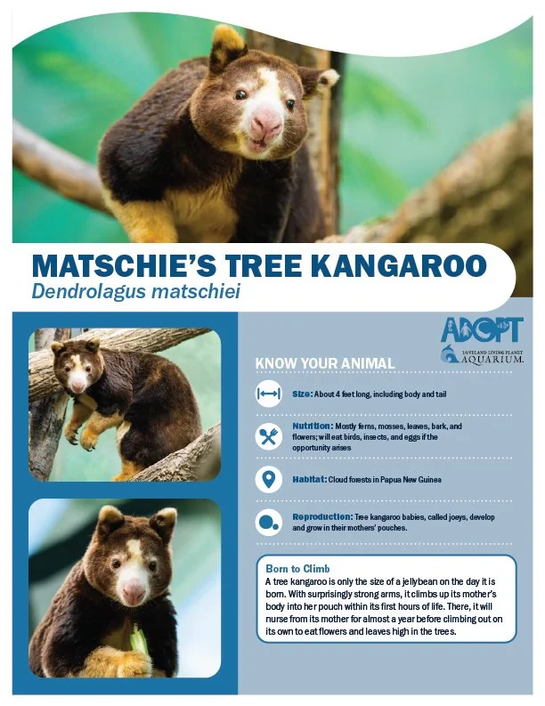 Tree Kangaroo.jpg