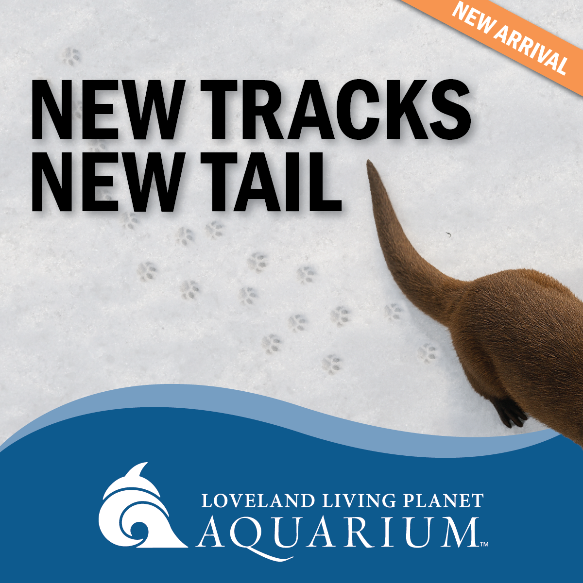 1200x1200   New Tail new tracks Corner Bug.png