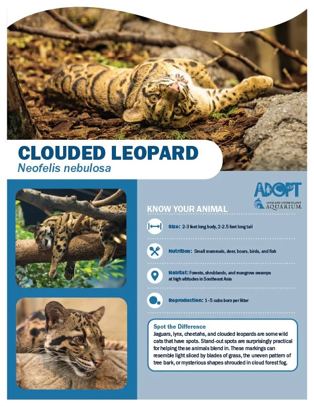 Clouded Leopard.jpg