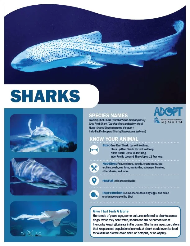 Sharks.jpg