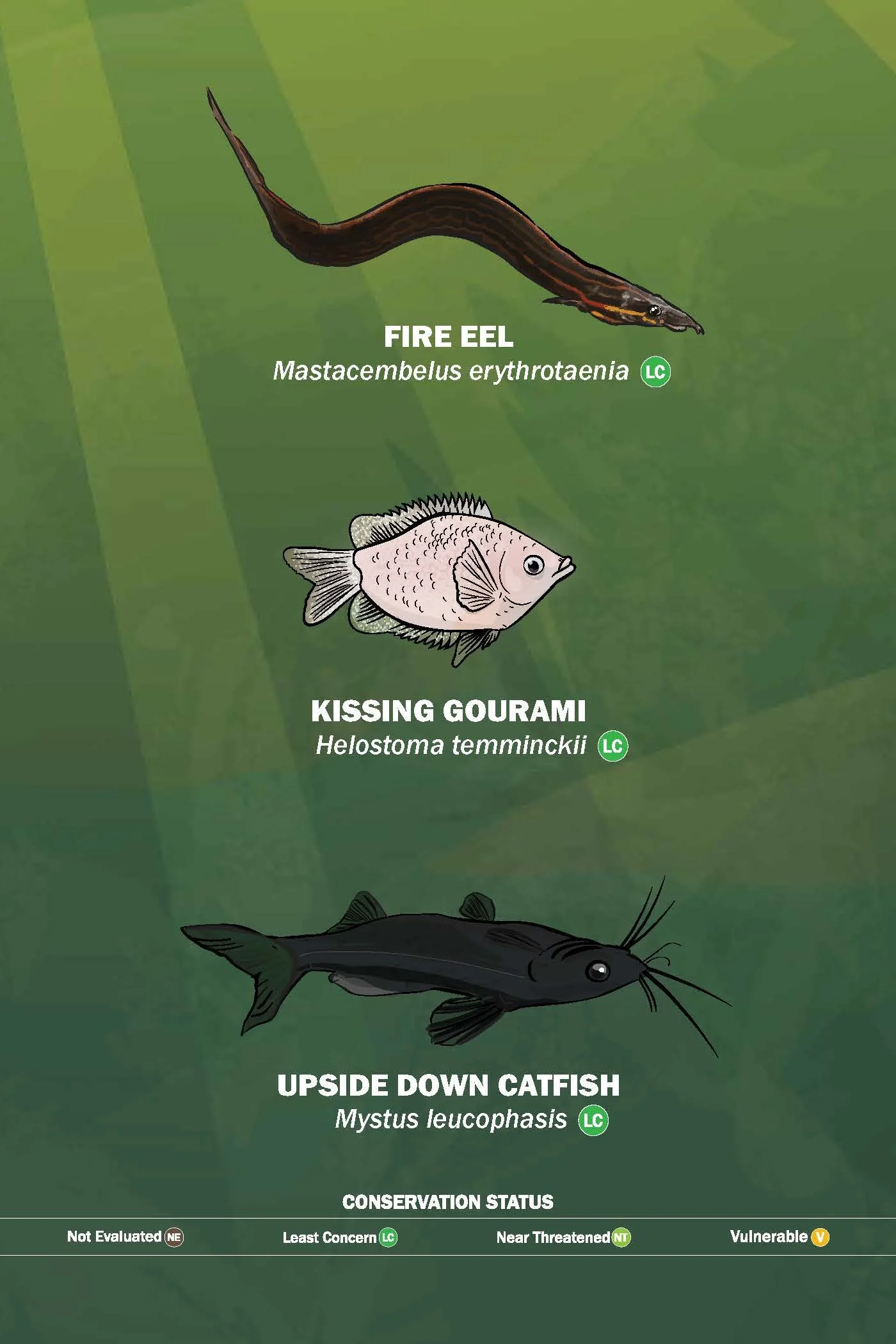 SL16 Mezzanine Aquatic (SPE).jpg