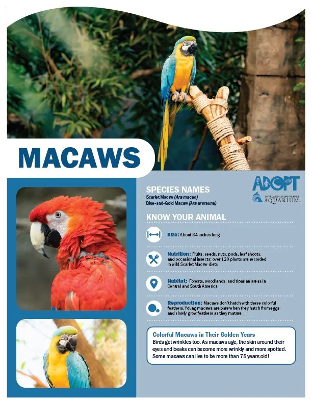 Macaws.jpg
