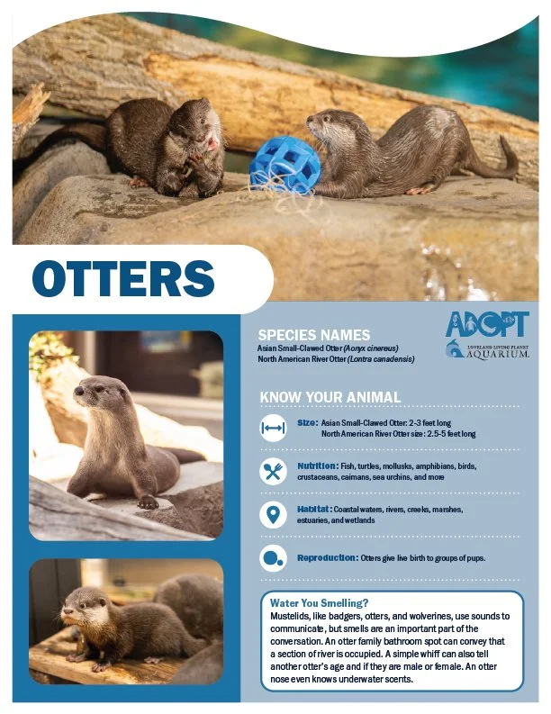 otters.jpg