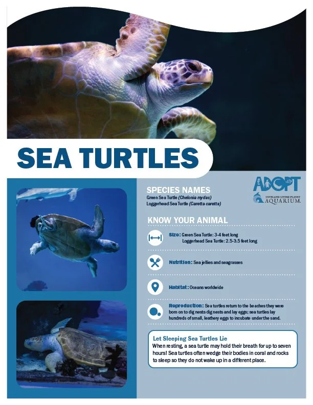 Sea Turtles.jpg