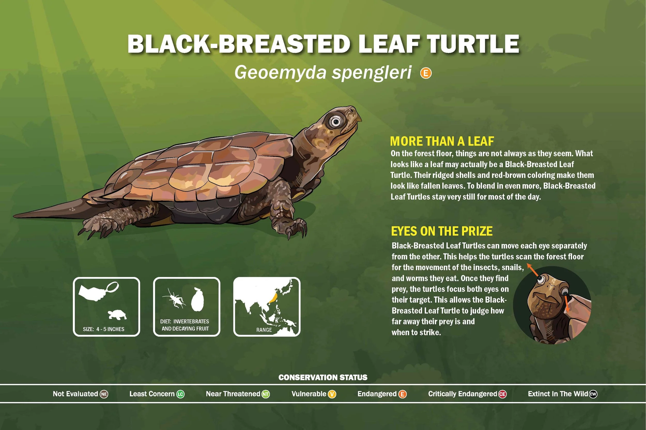 Aphis West ID (SPE) Black Breasted Leaf Turtles.jpg