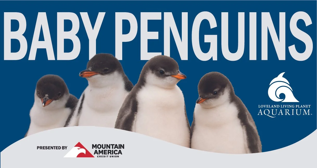1200 x 628_Baby Penguin Digital Ads_2024-100.jpg