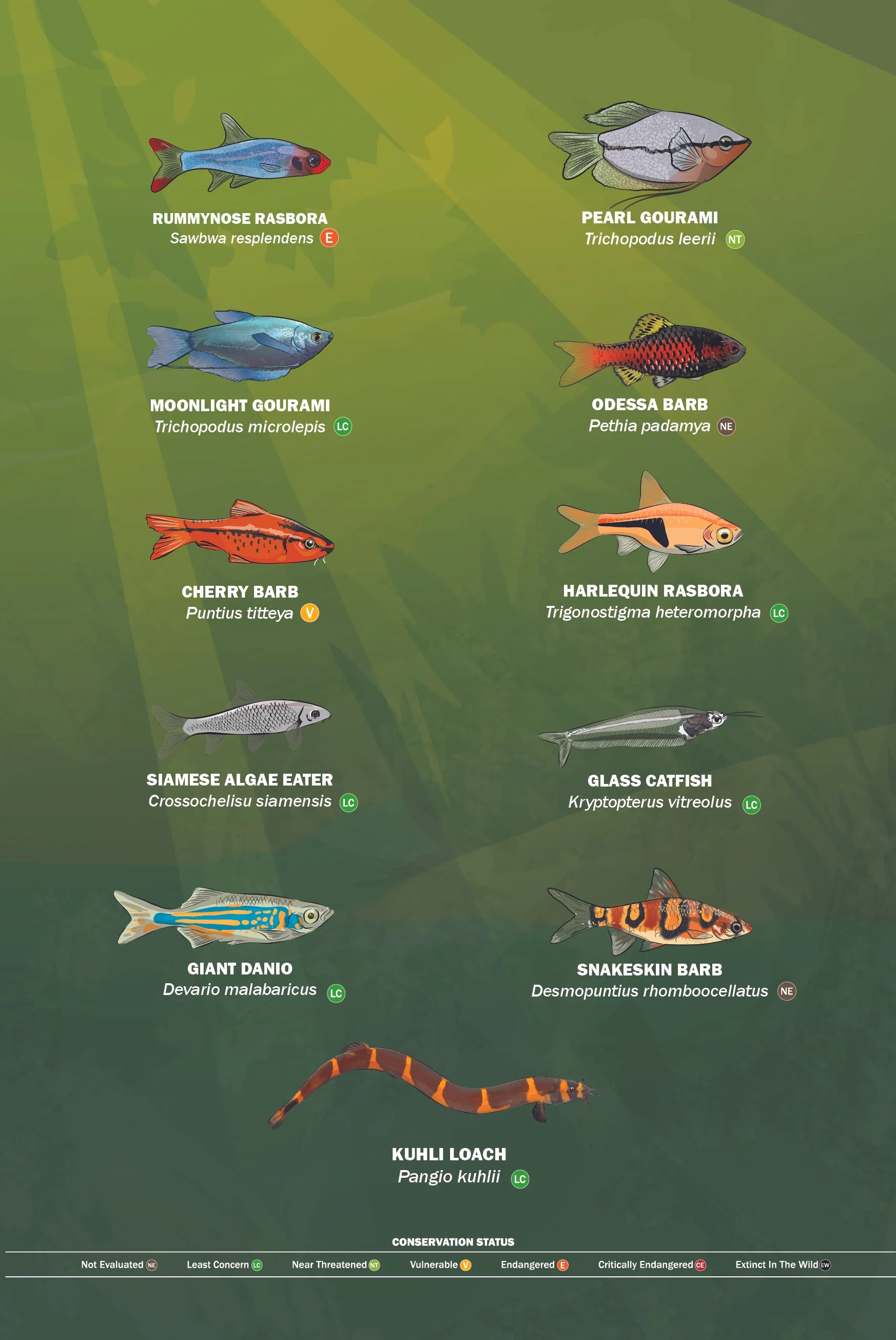 EA Planted Tank Species ID copy-100.jpg