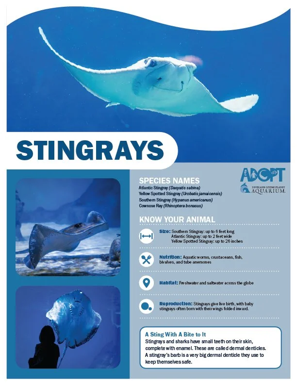 Stingrays.jpg