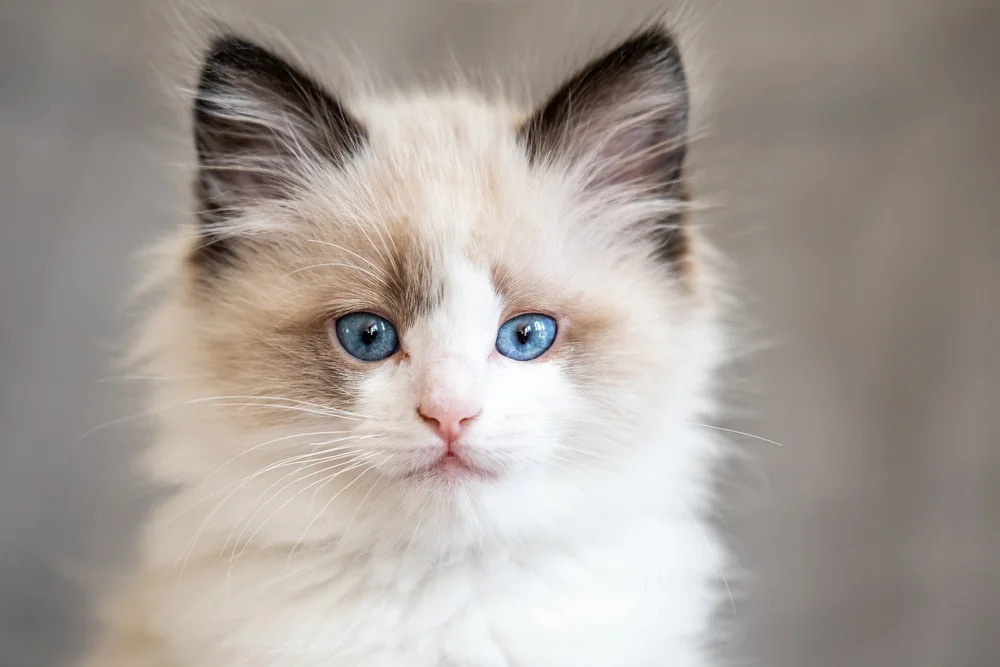 Cat Breeds Ragdoll: Ultimate Guide to Gentle Giants