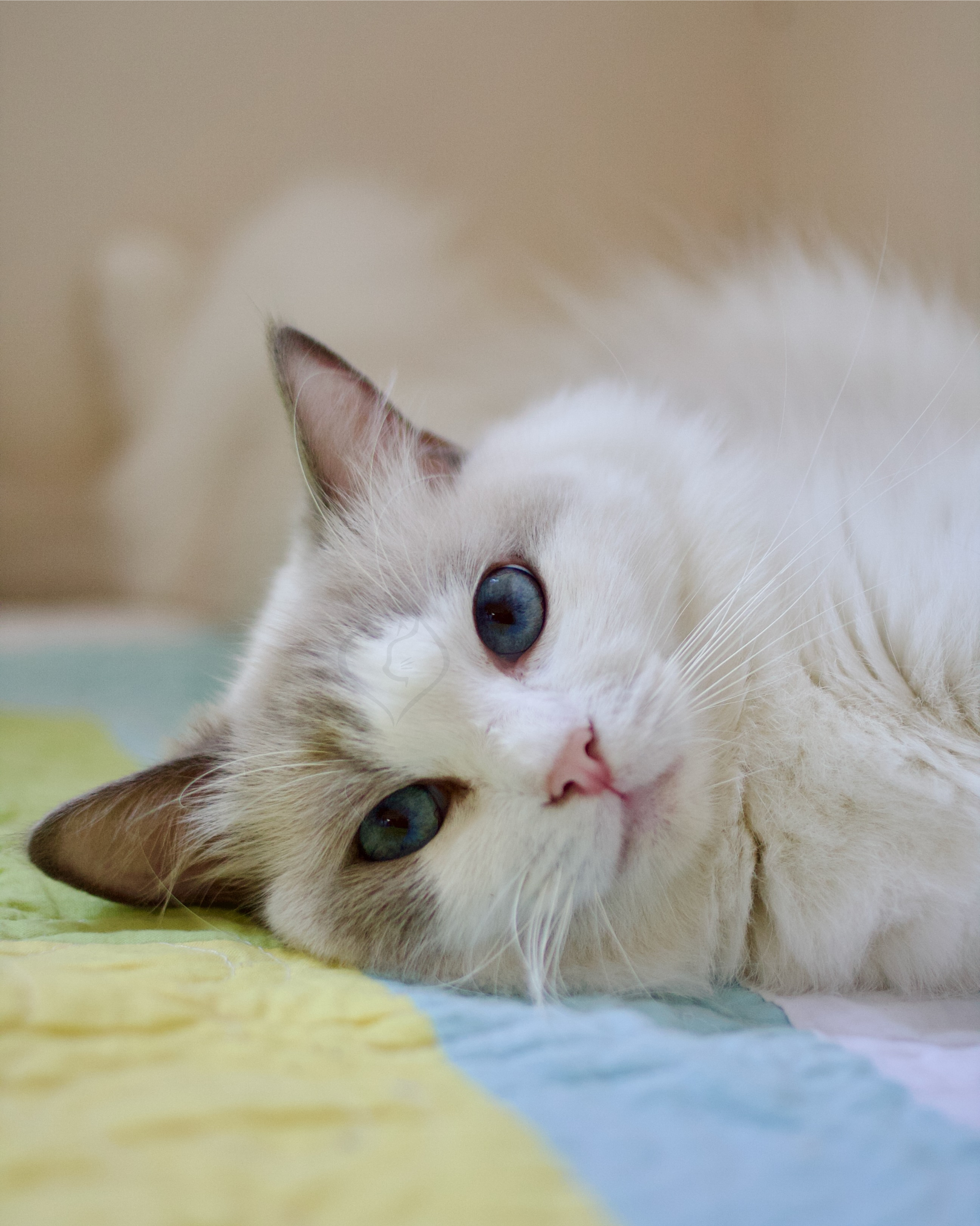 A white cat with blue eyes lying on a colorful blanket, looking at the camera.