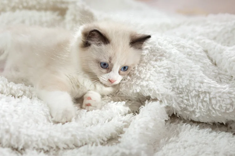 Southwest-US-San-Diego-Purebred-Ragdoll-Kittens-for-Sale — Danu Ragdolls