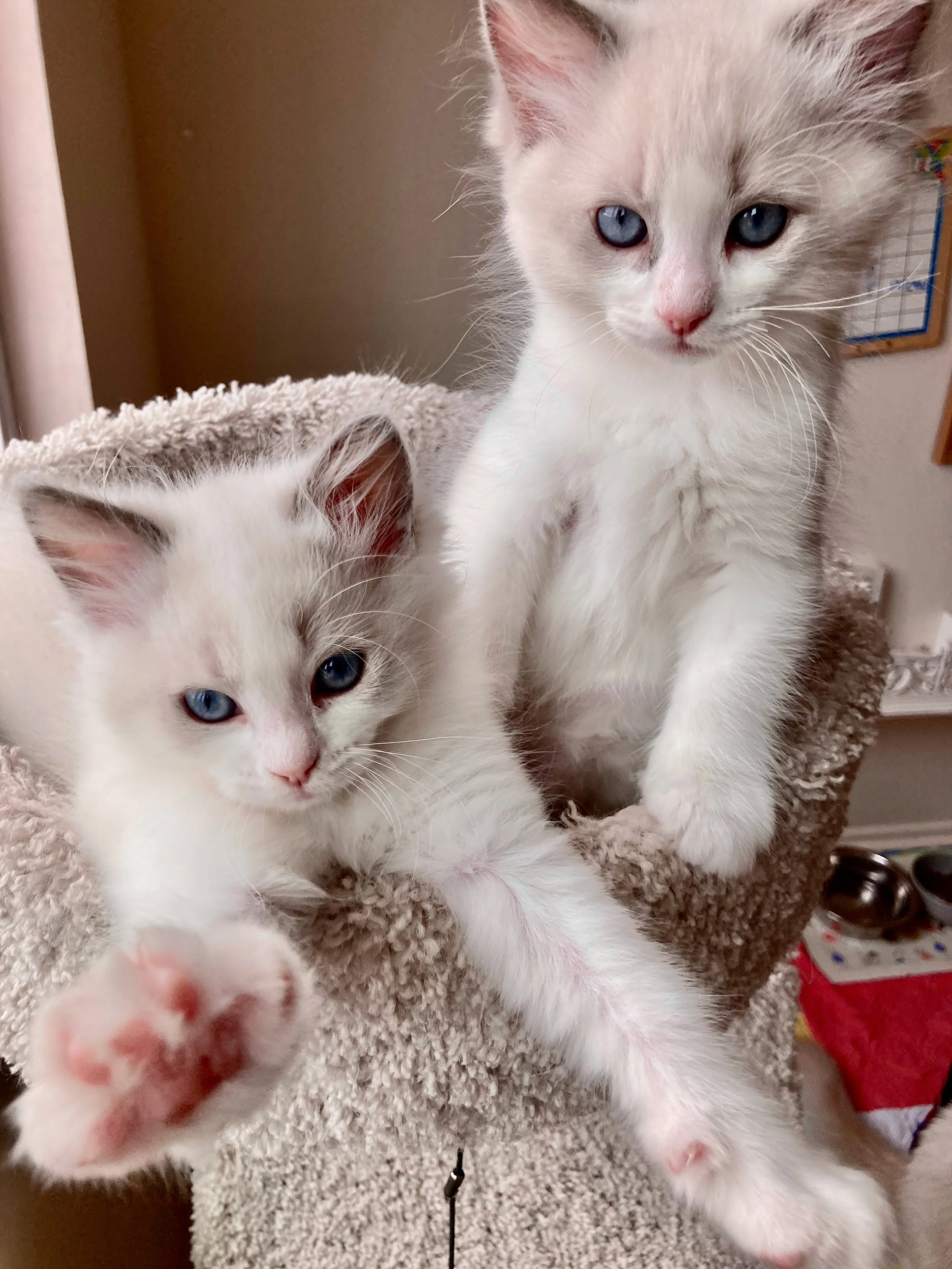 Two blue bicolor purebred Ragdoll kittens lounge on the top of a cat tower. The kitten on the left has both arms outstretched towards the viewer.