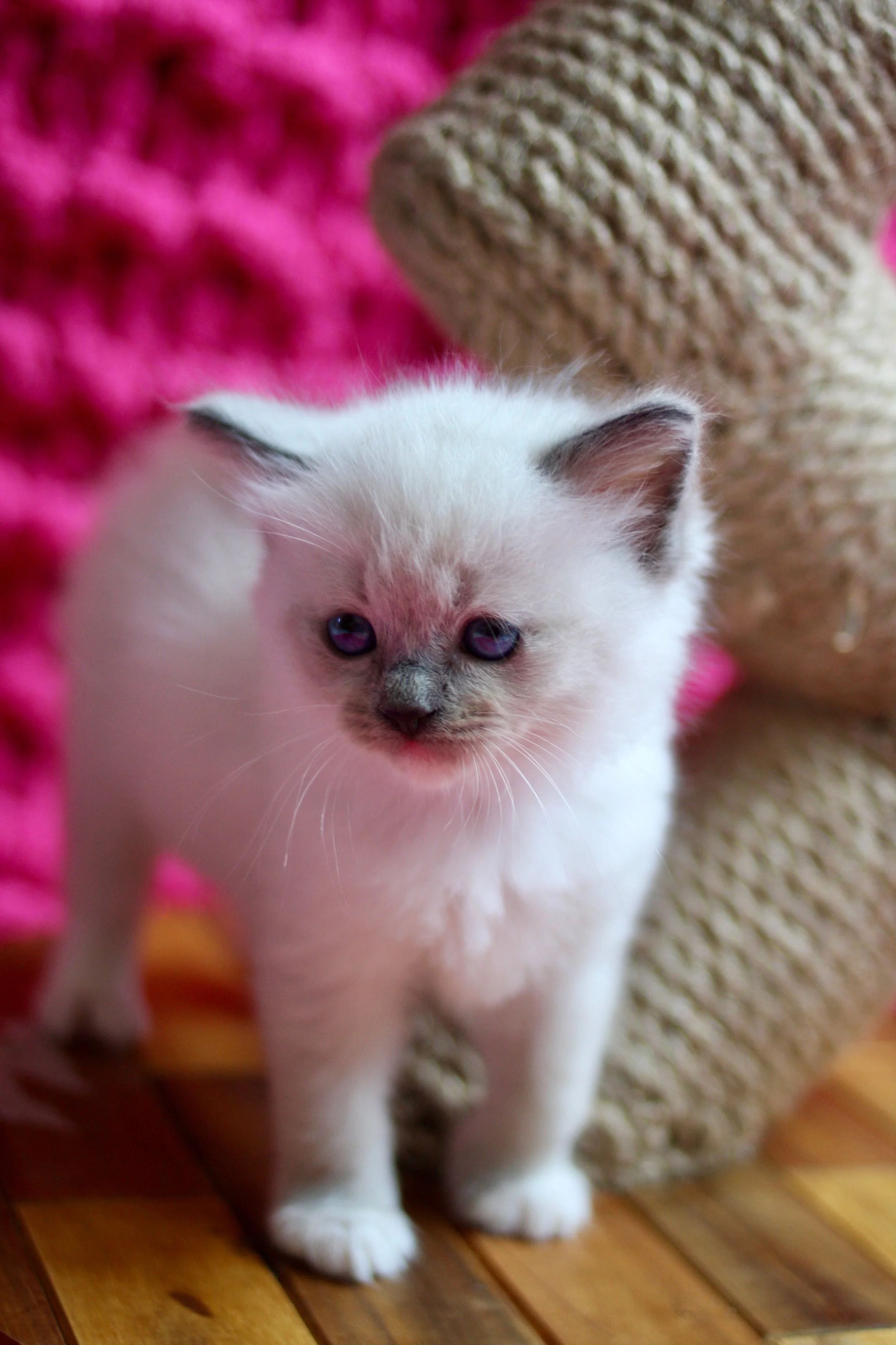 Purebred blue mitted Ragdoll kitten standing proud next to a zig-zag scratching post with a fuchsia backdrop