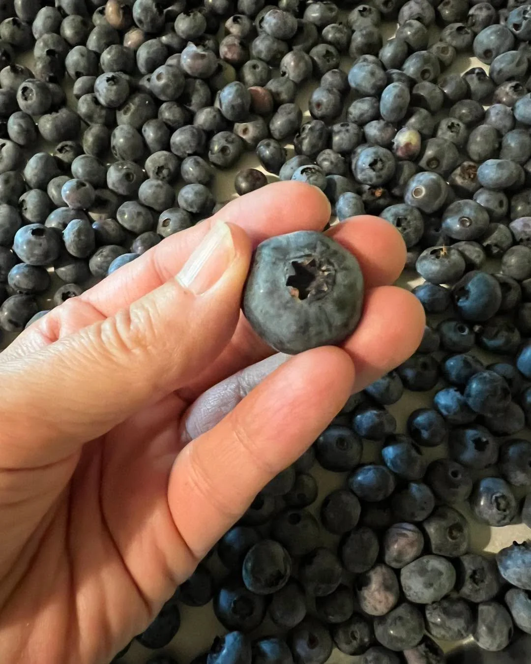 blueberries.jpg
