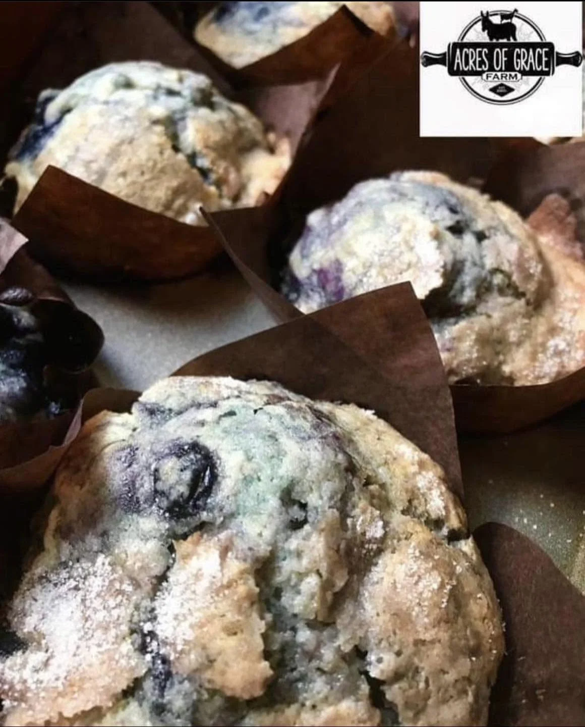 bb muffins.jpg