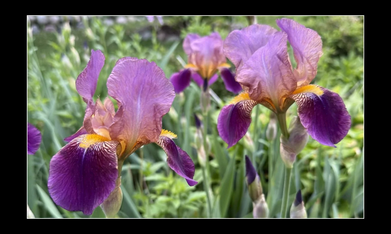 Favorite Flower